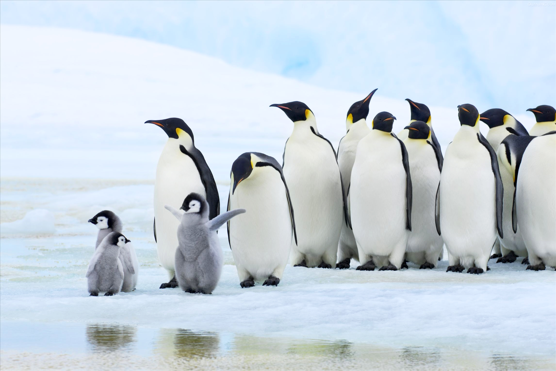 普通人怎样能够到达南极，并带一只企鹅回来？