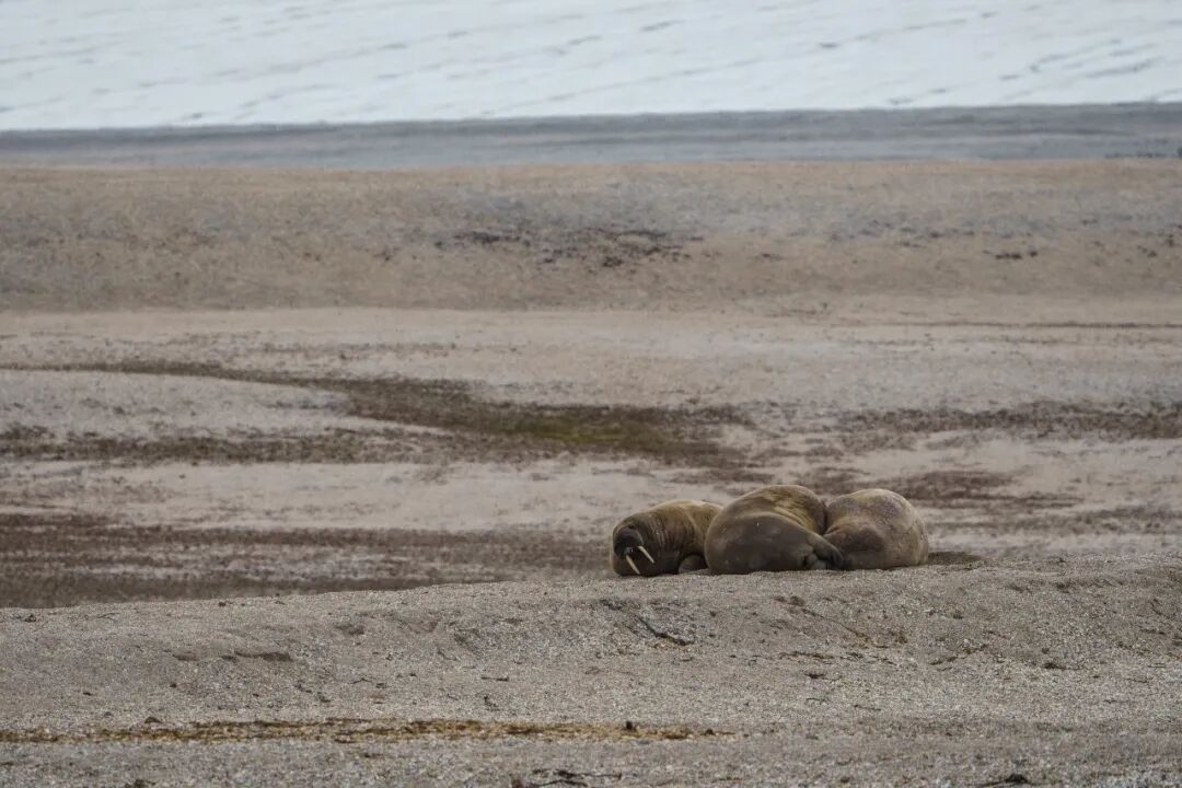 全程回顾|2026极之美北极点探险队高光时刻TOP 10(图11) 11.jpeg
